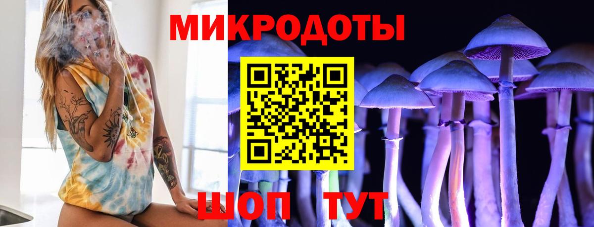 Псилоцибиновые грибы Psilocybe Торжок